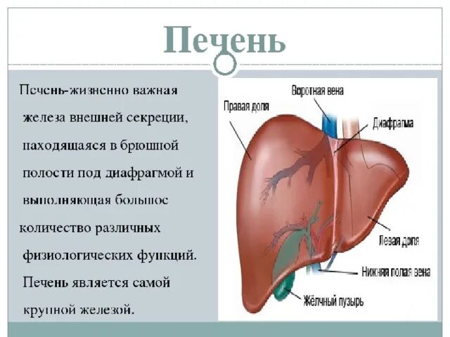 Тип секреции печени