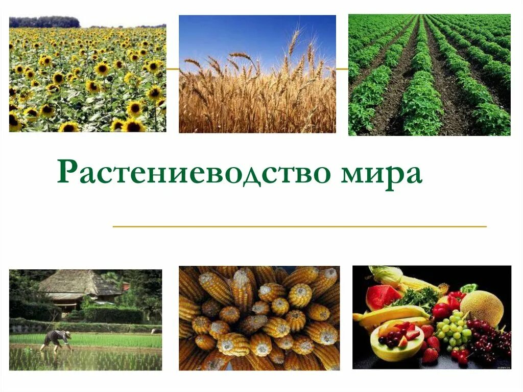 Растениеводство презентация. География растениеводства. Продукты растениеводства. Растениеводство 10 класс география