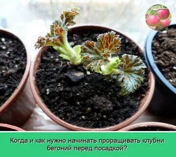 Бегонии просыпаются