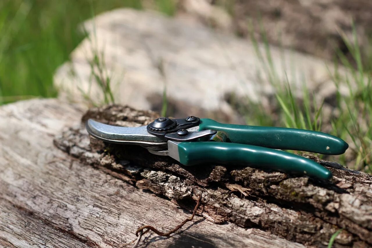 Types of pruning cuts. Микроглиальный прунинг. Избыточный синаптогенез. Обрезка плодовых деревьев. Синаптический прунинг.