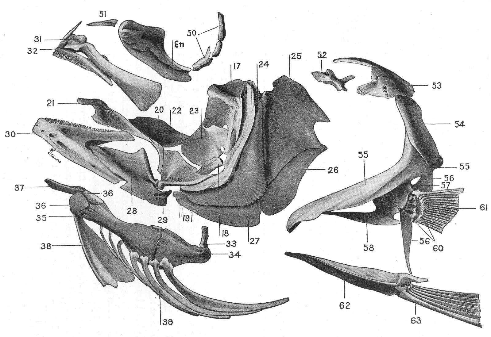 Кости черепа рыбы. Кости черепа костной рыбы. Подъязычная кость у рыб. Строение черепа костных рыб. Позвоночник неподвижно соединен с черепом у рыб