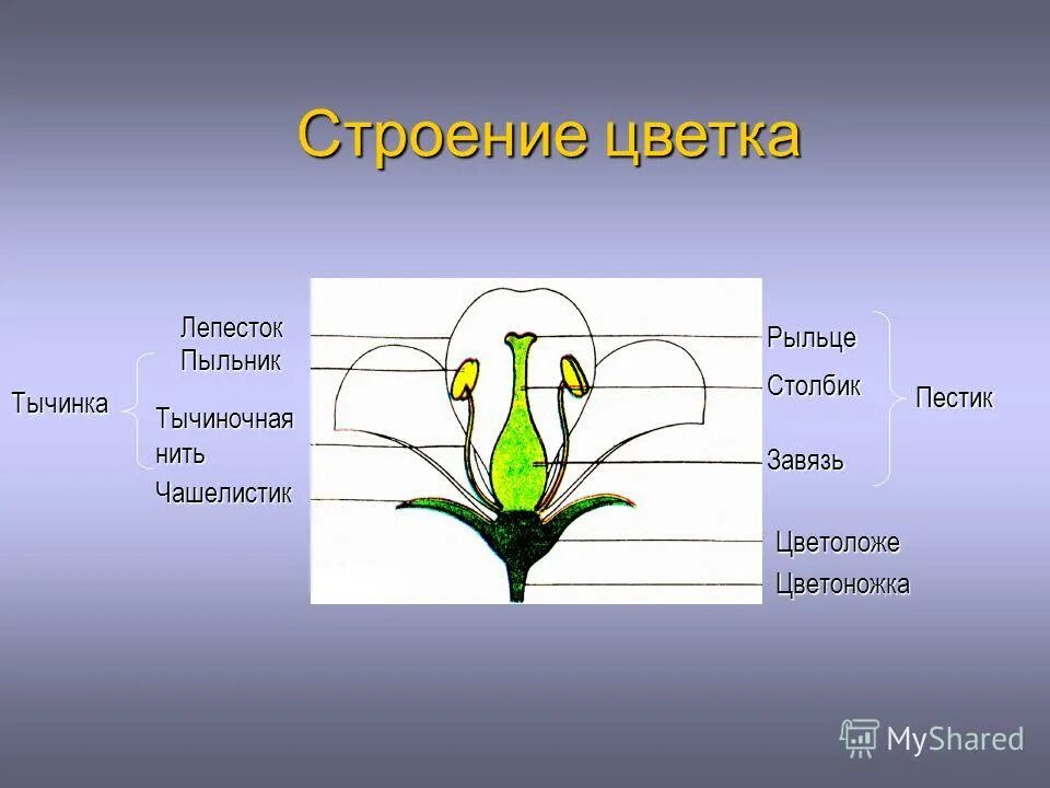 Цветок чашелистик пыльник завязь