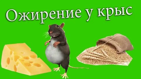 Нормально крыса