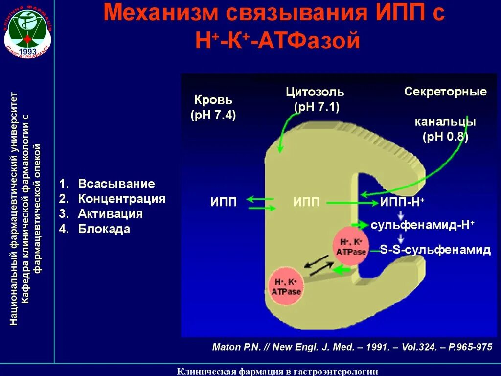 Ингибиторы протонной помпы (ИПП). Ингибиторы протонной помпы клиническая фармакология. ИПП механизм действия. Ингибиторы протонной помпы механизм действия. Ингибиторы протонной помпы какие