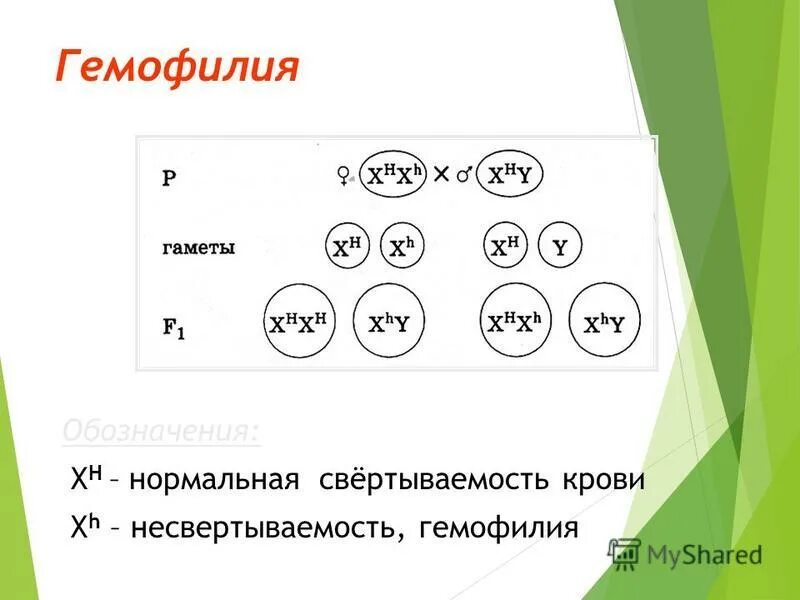 Установите соответствие между законами г менделя