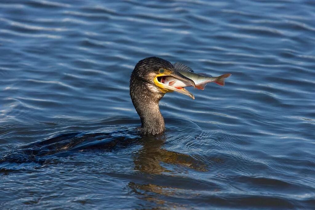 Водоплавающей птицей является