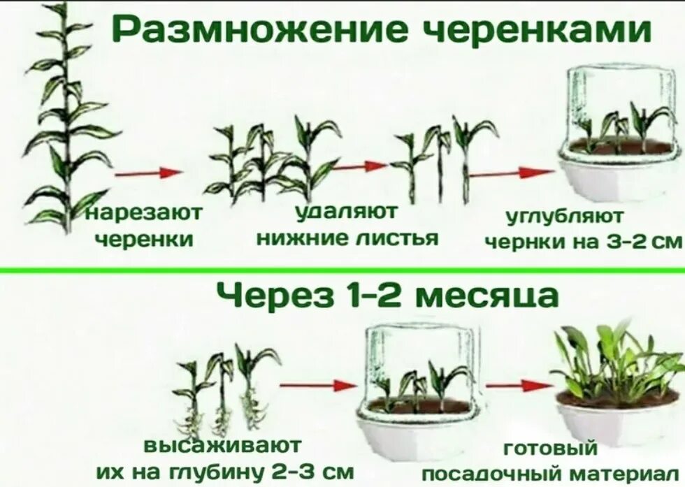 Какие органы можно использовать для черенкования