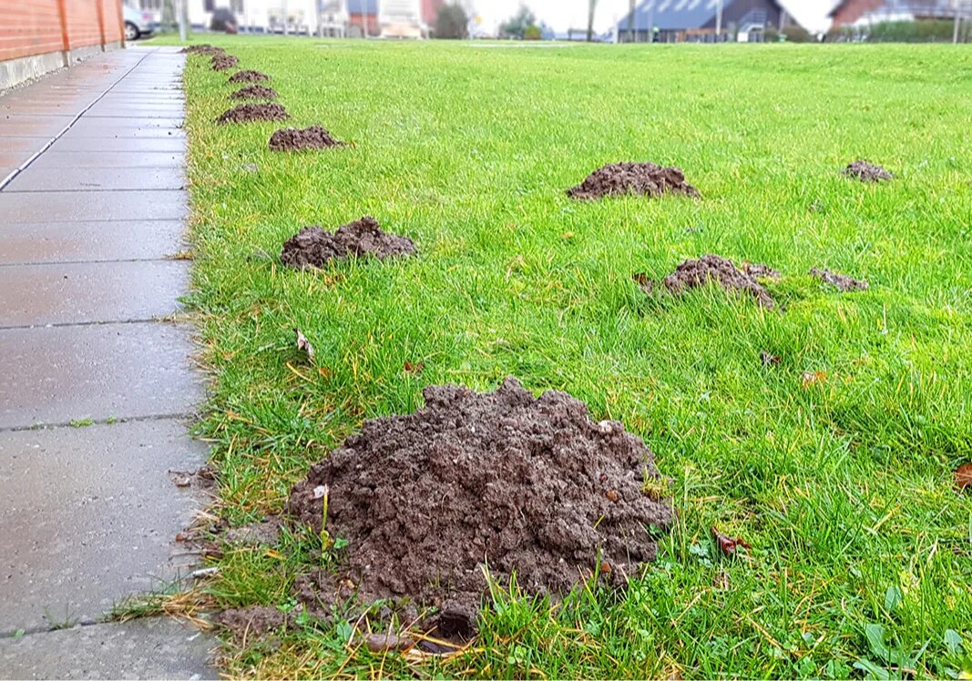 Следы кротов на дачном участке. Крот на даче. Дорожки крота на огороде. Растение от кротов на огороде.