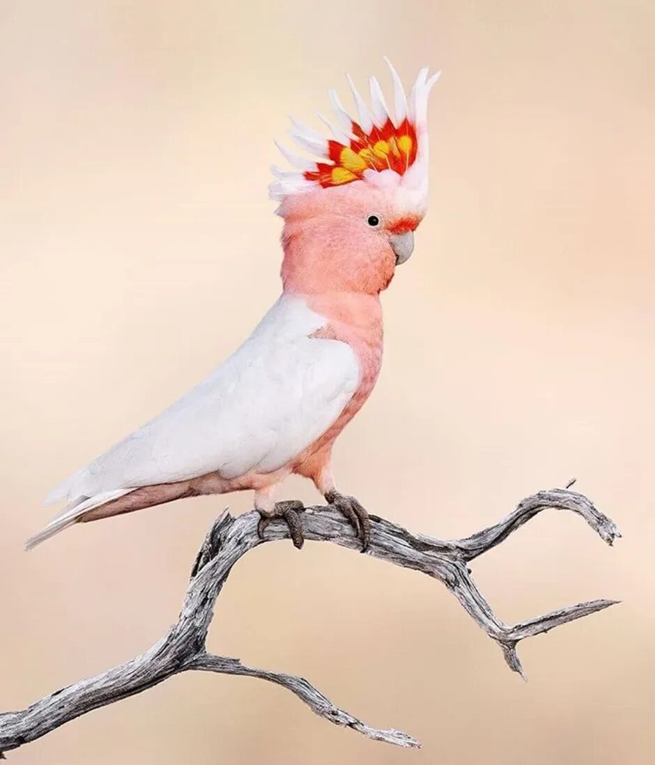 Разноцветное какаду. Попугай Какаду. Попугаи Какаду Гала. Попугай Какаду розовый. Розовый Какаду Гала.