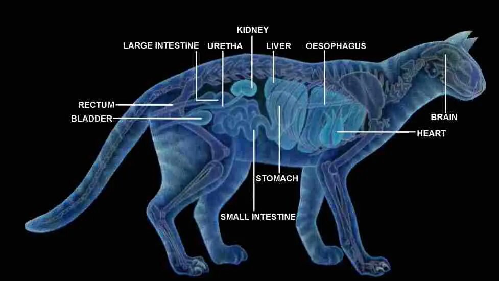 Cat organ. Анатомия кошки органы. Анатомия кошки расположение органов. Анатомия кота внутренние органы. Внутренние органы кота схема.