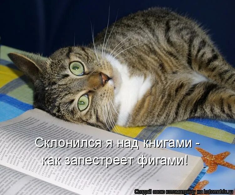 Почитать что нибудь про. Мы все учились понемногу чему-нибудь и как-нибудь. Коты и знания. День знаний с котами. Впитывать знания.