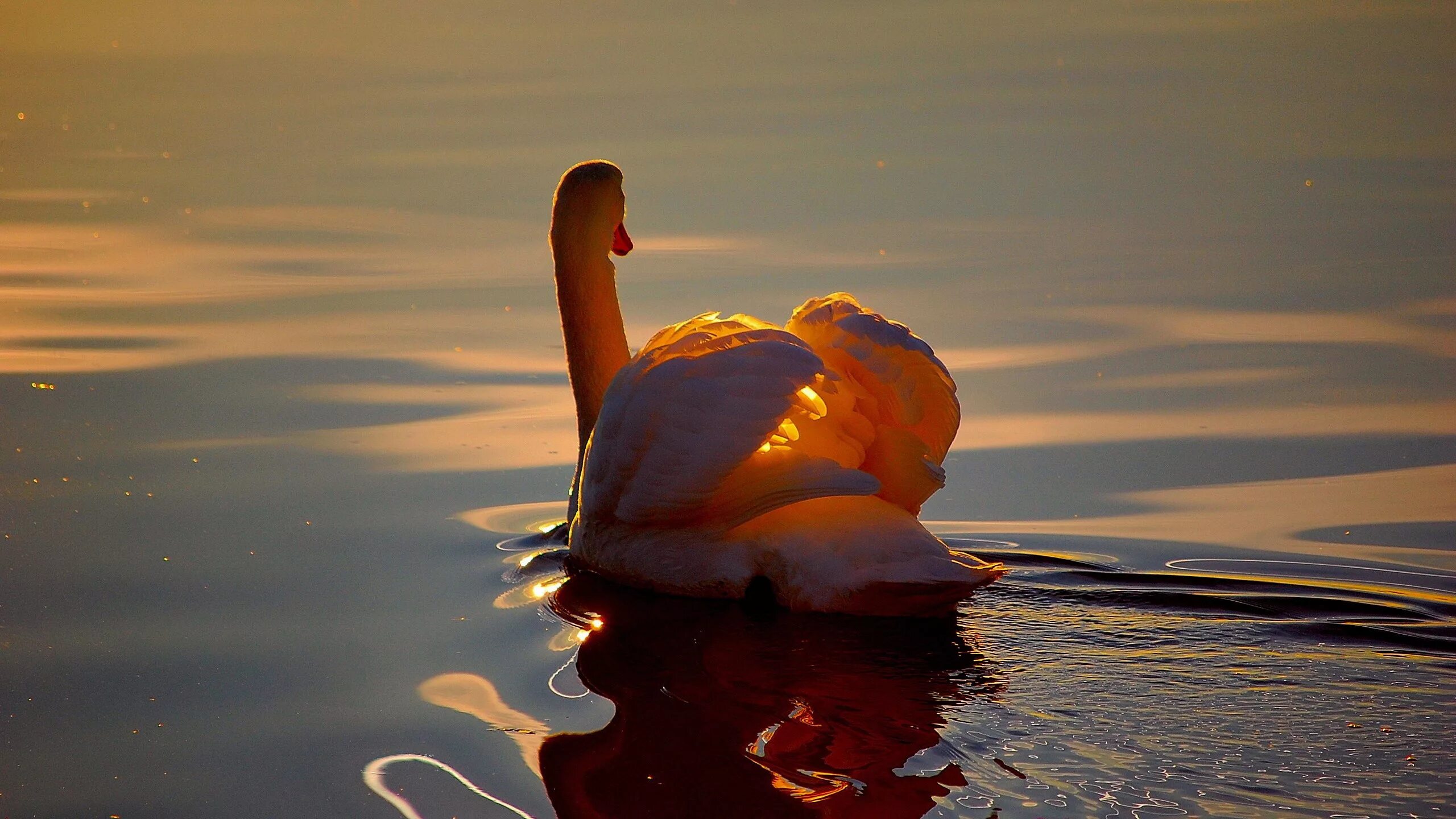 Птица растаяла. Лебеди на озере. Лебеди на закате. Красивые картинки на рабочий стол. Лебедь на воде.