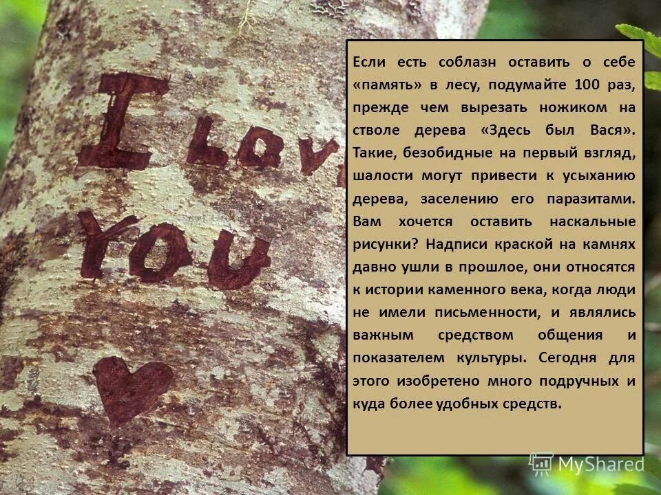 Надпись на стволе дерева. Надпись на дереве здесь был Вася. Любовная надпись на стволе дерева. О чем лес памяти.