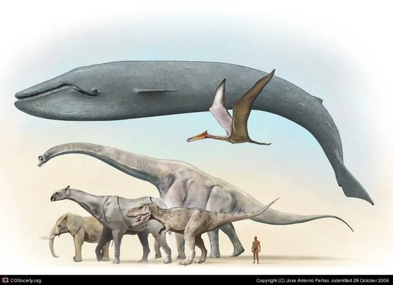 Самое большое животное жившее на земле. Кит зауропод Argentinosaurus. Самое крупное животное на земле. Самые большие животные на земле. Самый большой динозавр и кит.
