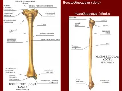 Кости нижней конечности на латыни