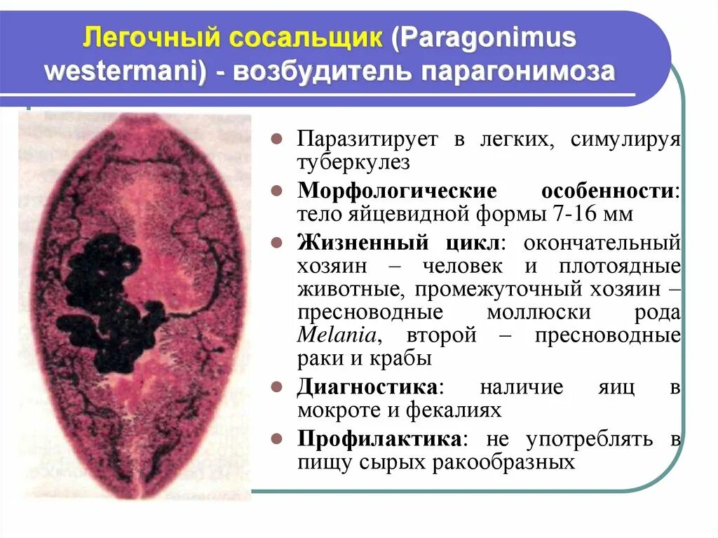 Ланцетовидный сосальщик (dicrocoelium lanceatum). Печеночный сосальщик классификация. Ланцетовидная двуустка dicrocoelium dendriticum. Печеночный сосальщик классификация. Paragonimus westermani систематика.