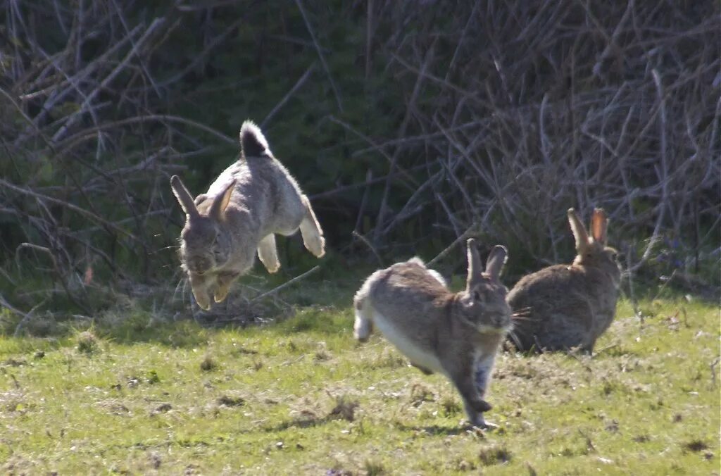Заяц в прыжке. Кролик прыгает. Заяц бежит. Кролик убегает.