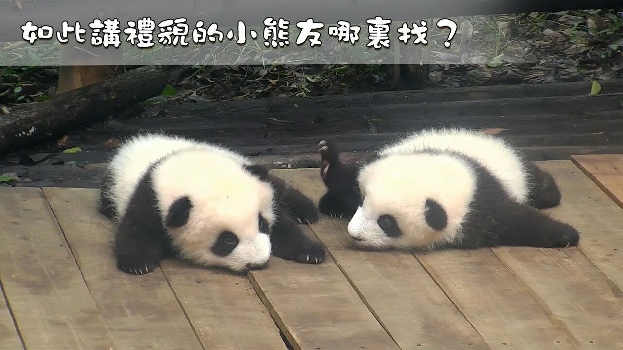 Ipanda. Дружелюбная Панда. Панды дружелюбные животные. Панды дружелюбные или нет. Дружелюбный или панды к друг другу.
