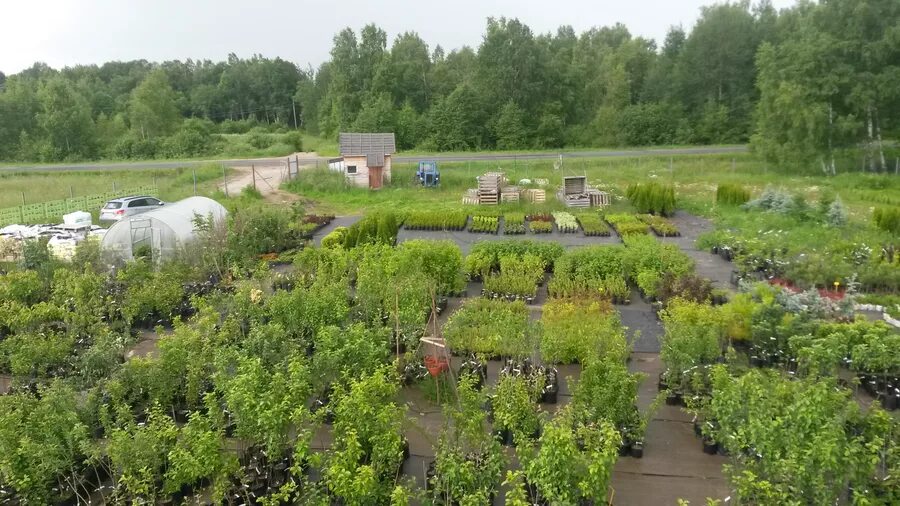 Чугуев питомник смоленск