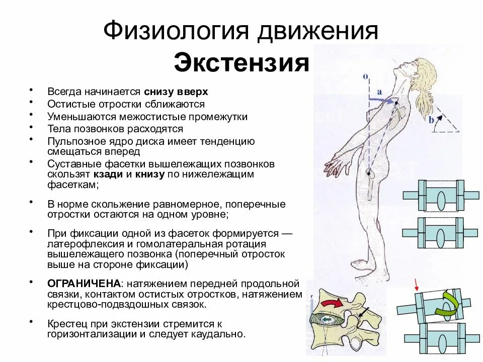 Движения поясничного отдела позвоночника. Экстензия позвоночника биомеханика. Движения в поясничном отделе позвоночника. Измерение движений в позвоночнике. Движение в позвоночника нормы.