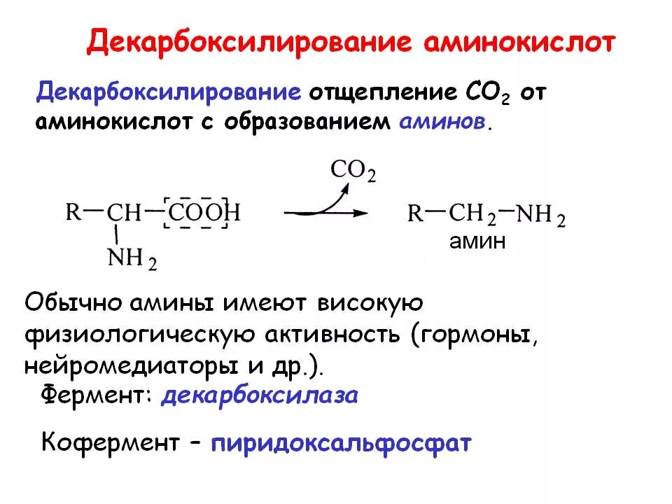 Синтез гистамина