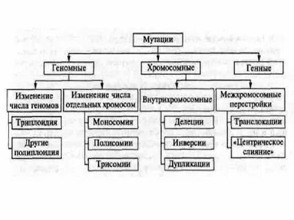 Геномные мутации виды