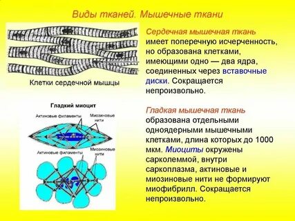 Длинные многоядерные клетки какая ткань
