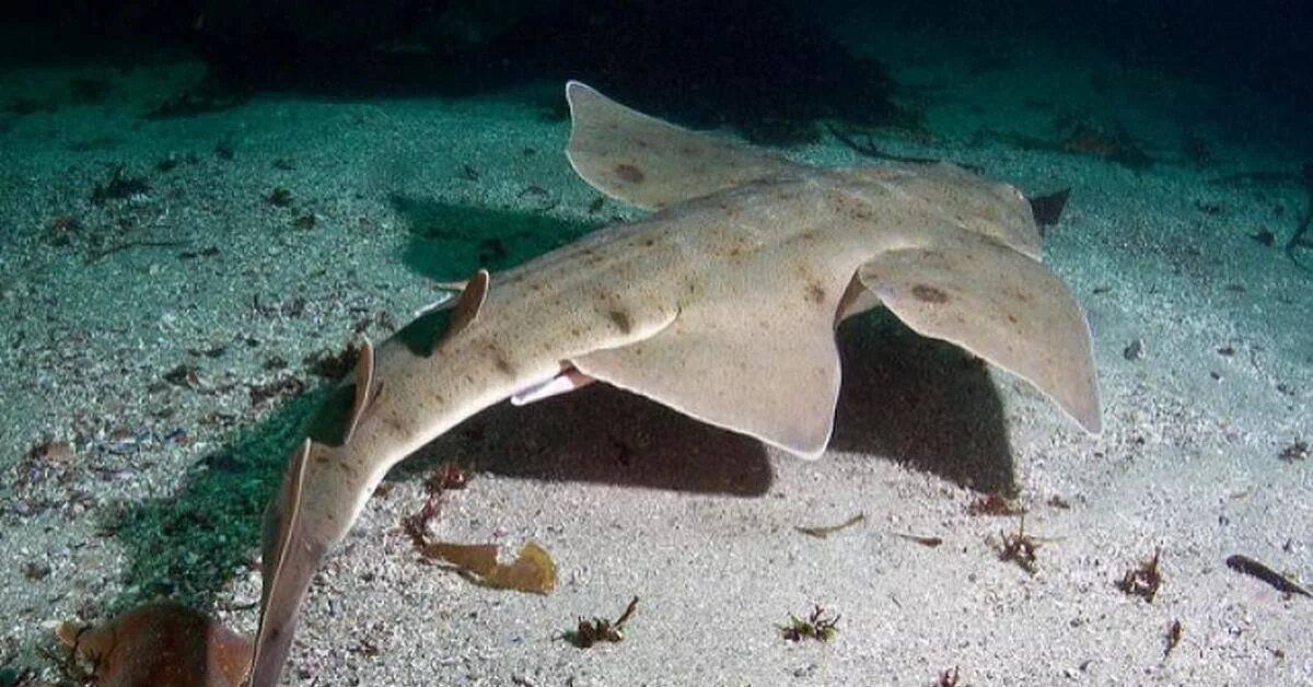 Морской ангел (squatina squatina). Акула ангел. Европейский морской ангел акула. Морской ангел европейская скватина. Калифорнийская скватина.