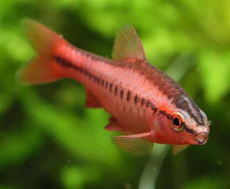Барбус фото рыбки. Барбус денисони. Барбус красный аквариумная рыбка. Барбус пятиполосый Puntius pentazona. Барбус вишневый аквариумная рыбка.