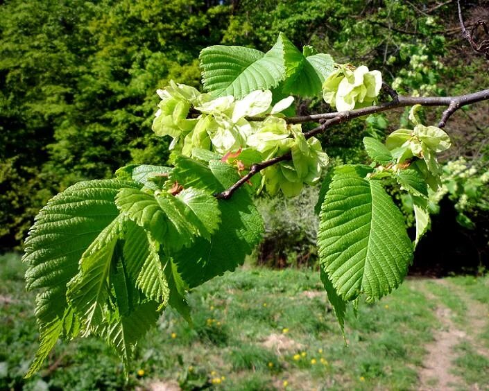 Карагач описание. Вяз малый (Ulmus Minor). Вяз Ильм карагач Берест. Вяз граболистный. Вяз полевой карагач.