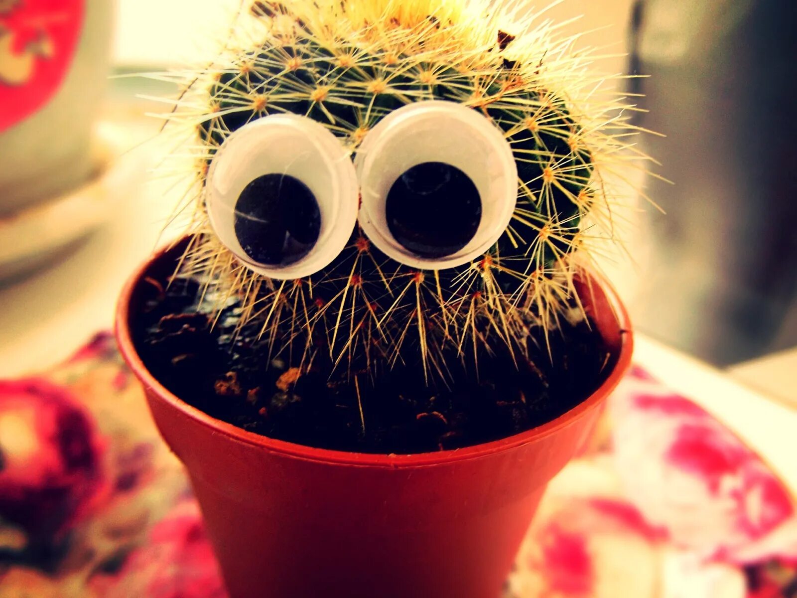 Кактус bloeiend gem. Кактус с глазами. Эхинокактус грузони фиолетовый. Кактусы с приклеенными цветами. Большой кактус с глазами.