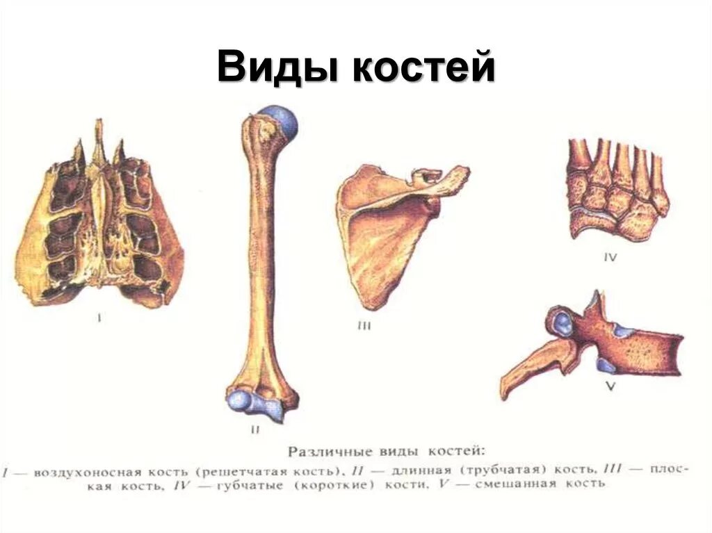 Ребра трубчатые. Кости трубчатые губчатые плоские смешанные. Воздухоносные кости черепа строение. Классификация костей трубчатые губчатые. Кости виды костей.