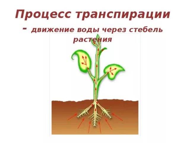 Функция корня стебля. Процесс транспирации. Движение воды в растении. Движение воды и Минеральных веществ по стеблю. Передвижение Минеральных веществ из корня в стебель.