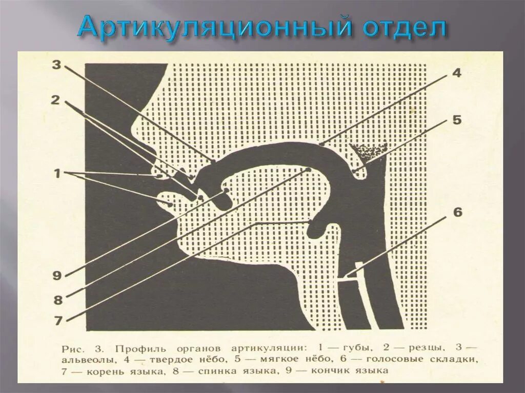 Части артикуляции. Схема артикуляционного аппарата. Строение речевого аппарата. Профиль артикуляционного аппарата. Органы артикуляции для детей.