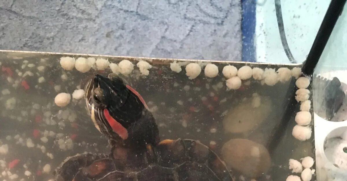 Оформление аквариума 140 литров. Черепаха с 2 головами. Красноухая черепаха плывет. Аквариум для красноухой черепахи. Глисты у красноухих черепах в аквариуме.