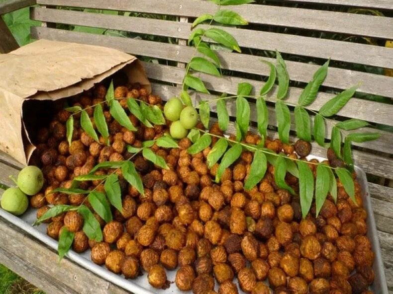 Маньчжурский орех плоды. Juglans mandshurica дерево. Орехи дальнего востока. Juglans mandshurica листья. ).