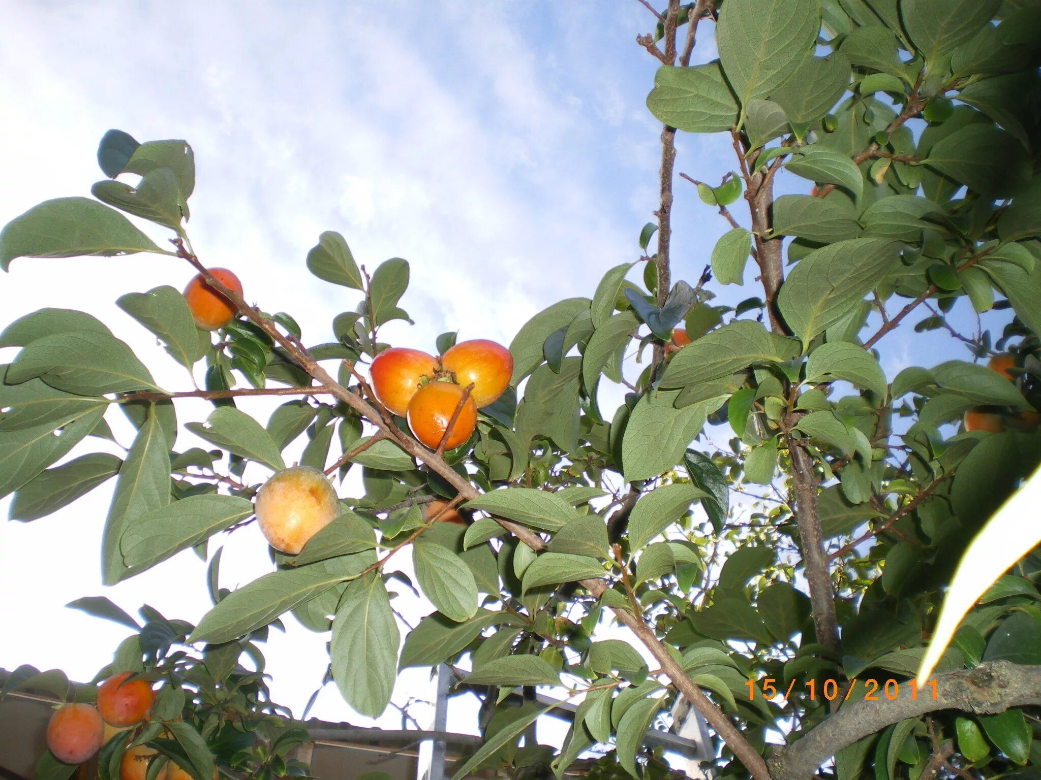 Хурма дерево. Хурма дерево цветение. Хурма весной. Хурма черная дерево. Дикая хурма дерево.