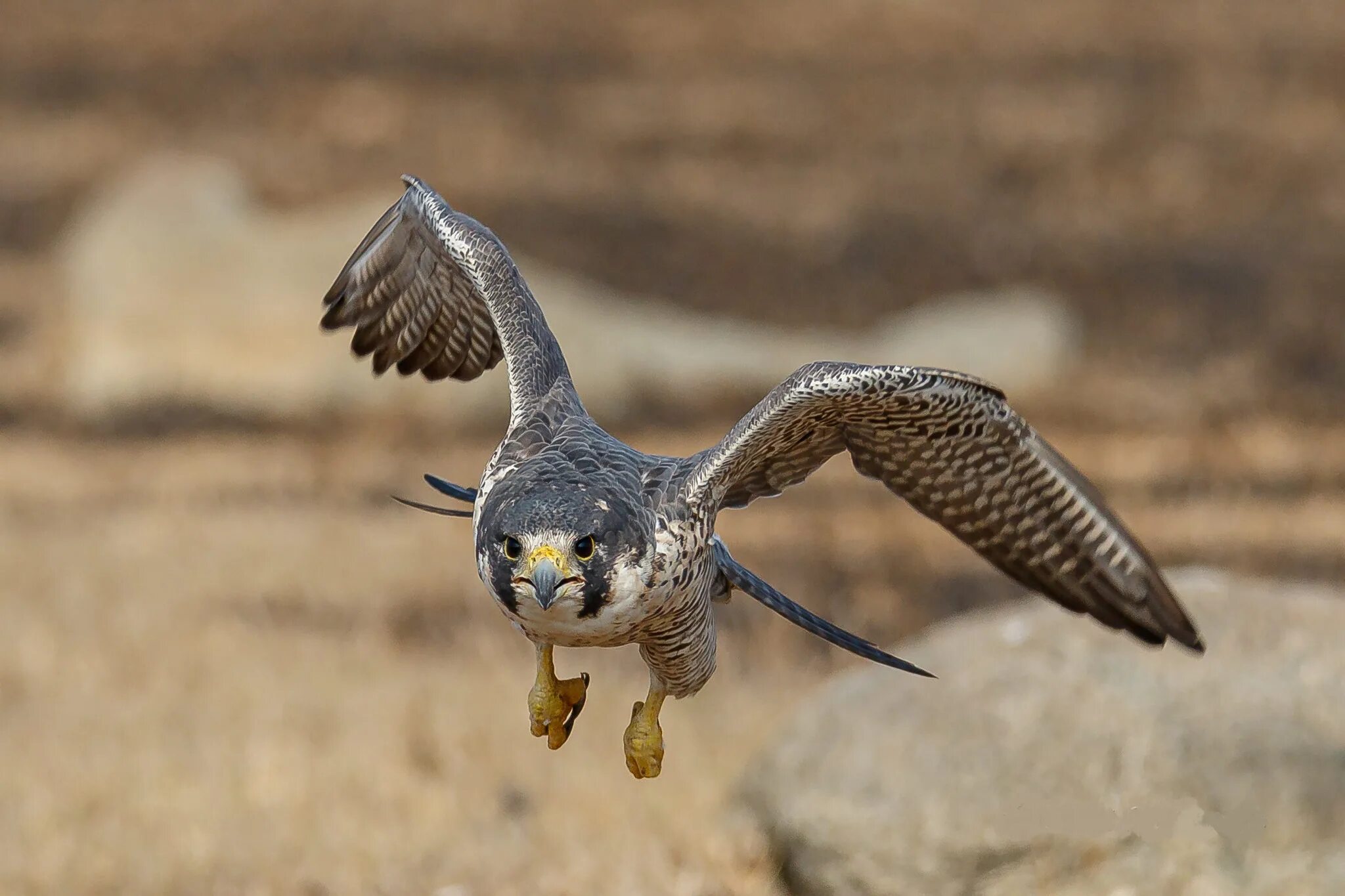 Сапсан птица. Peregrine Falcon. Перегрин тук. Сапсан taking off. Fastest bird