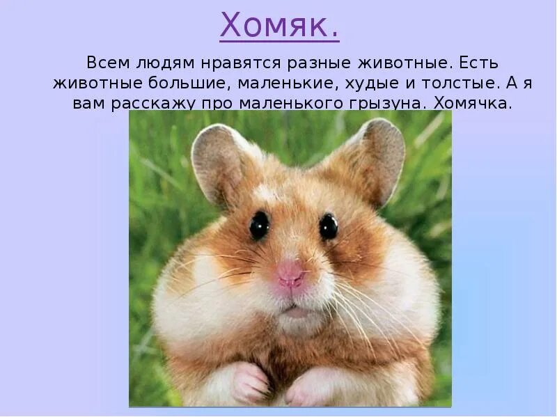 3 предложения о животных 2 класс
