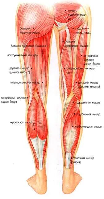 Тянущая боль в голени. Строение бедра мышцы связки сухожилия. Сухожилия задней поверхности бедра. Сухожилие на ноге. Мышцы и сухожилия задней поверхности бедра.
