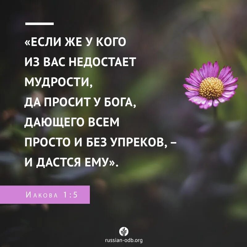 Когда мудрость войдет в сердце и знание будет приятно душе. Мудрые цитаты. Если же у кого из вас недостает мудрости да просит у бога. Если же у кого из вас недостает мудрости да просит у бога. Просьба афоризмы.