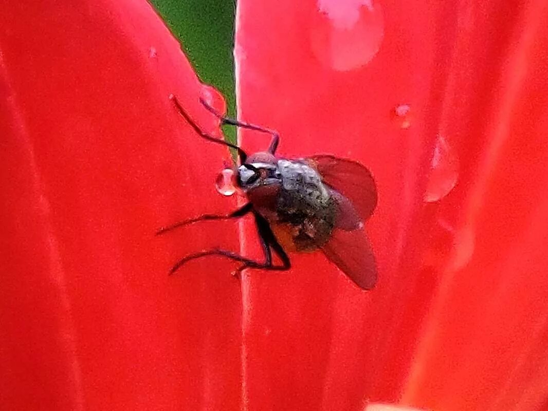 Мушку пил. Спили мушку сынок. Муха пьет. Осенняя жигалка (stomoxys calcitrans). Самец комара обыкновенного.