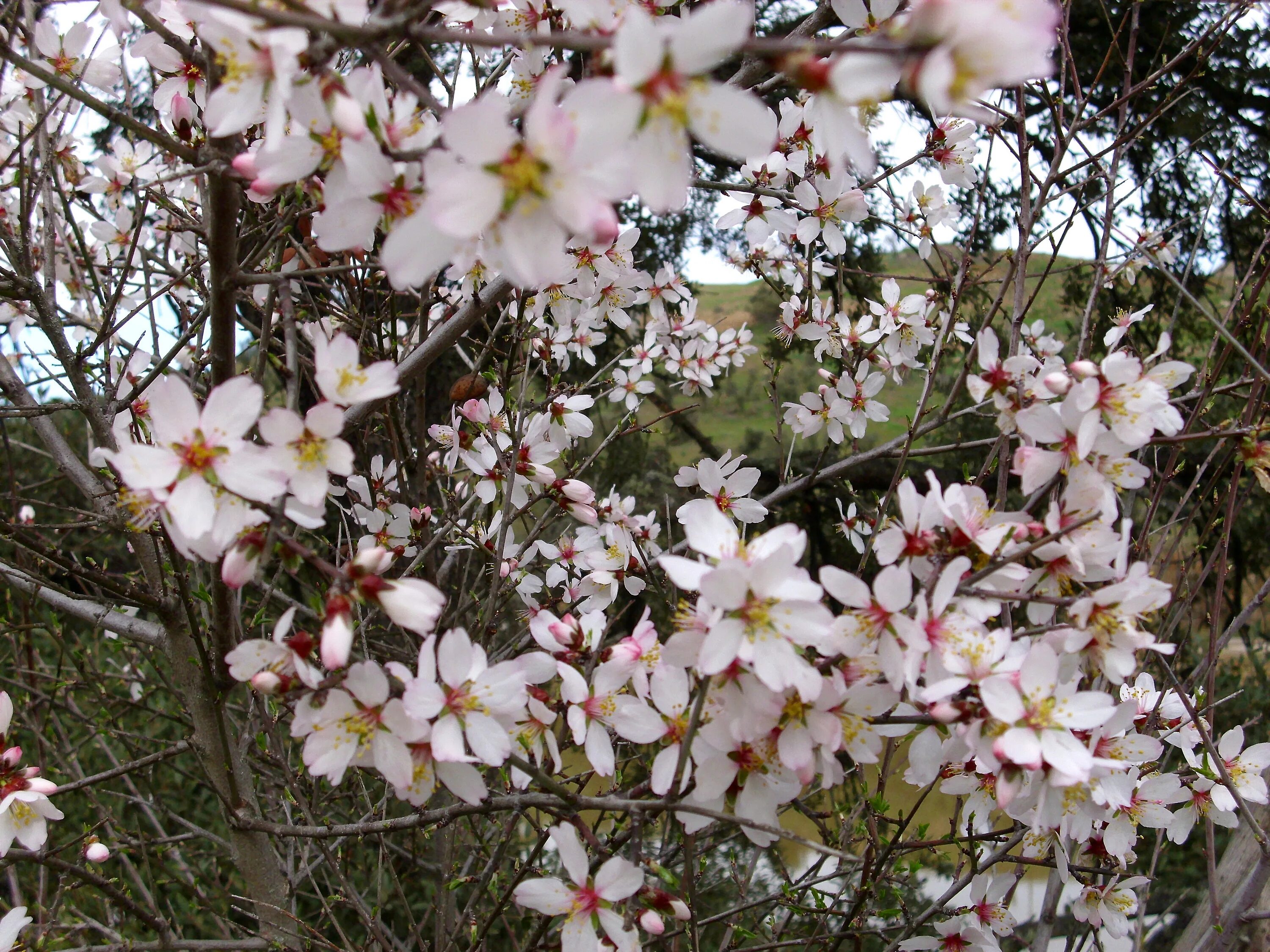 Миндаль простой. Миндаль (Prunus Dulcis). Миндаль обыкновенный (Amygdalus communis). Миндаль обыкновенный (Amygdalus communis l.). Prunus Amygdalus дерево.