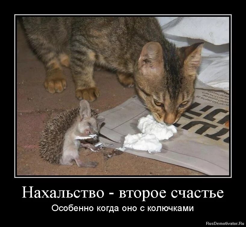 Наглость второе счастье когда нет первого совести. Цитаты с лисами. Картинки на тему наглость. Наглость второе счастье а первое я. Фото наглость второе счастье.