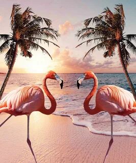 Фламинго море