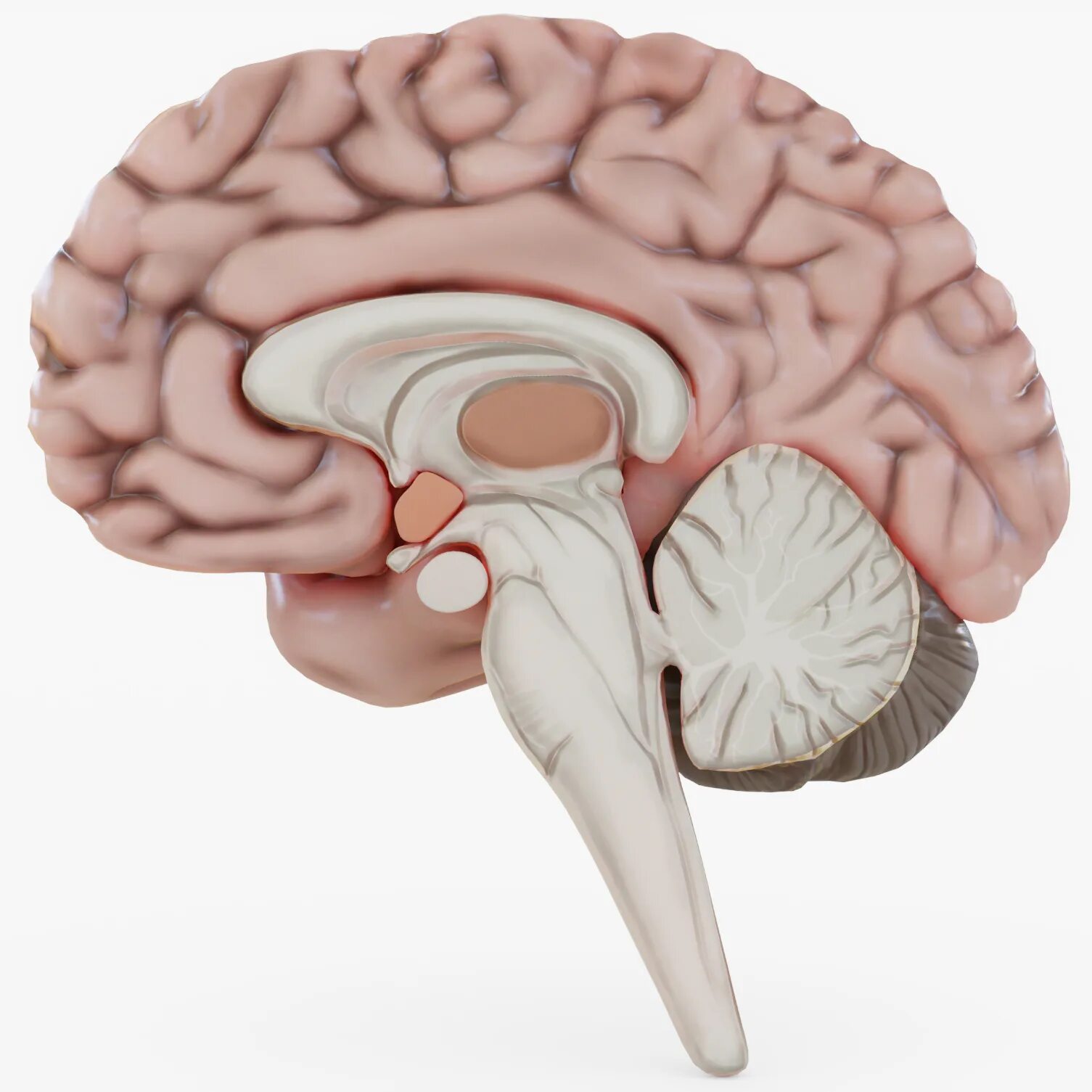 Большое полушарие мозолистое тело мост гипоталамус. Промежуточный мозг и мозжечок. Гипоталамус и мозжечок.