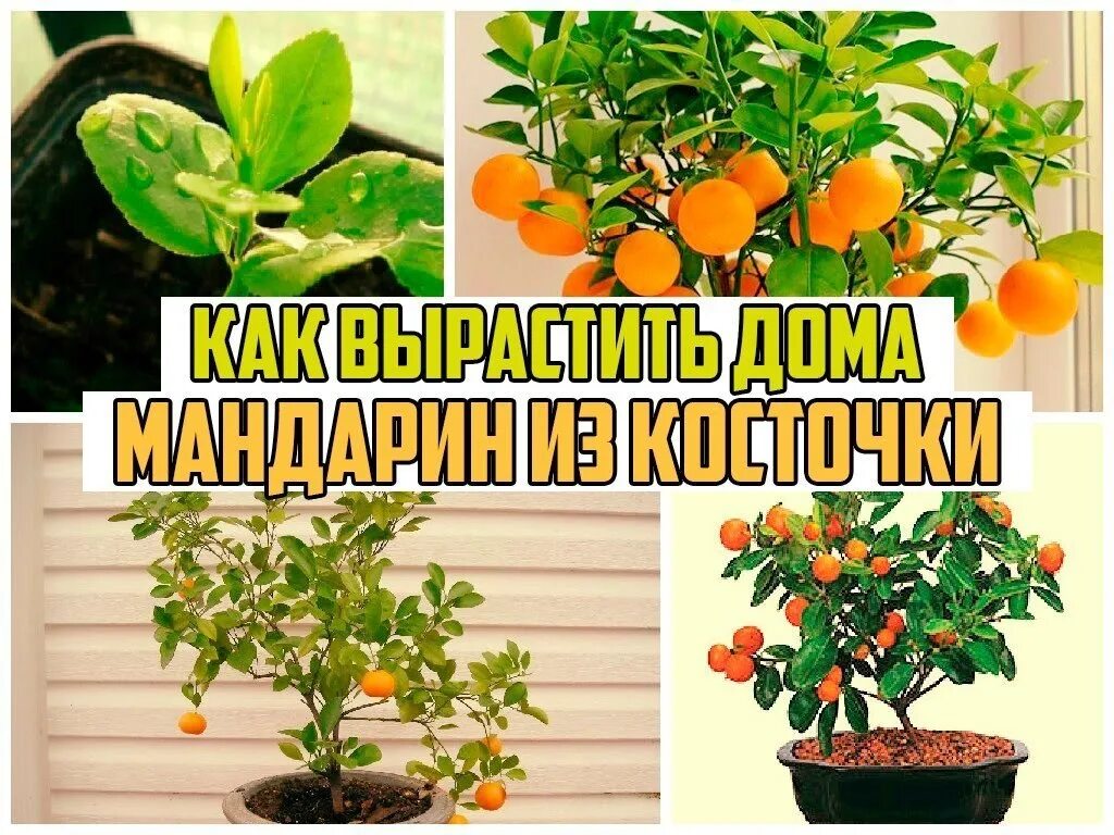 Вырастить мандарин из плода. Мандариновое дерево дома из косточки. Сажают мандарин. Мандарин в домашних условиях выращивание. Грунт для мандаринового дерева.