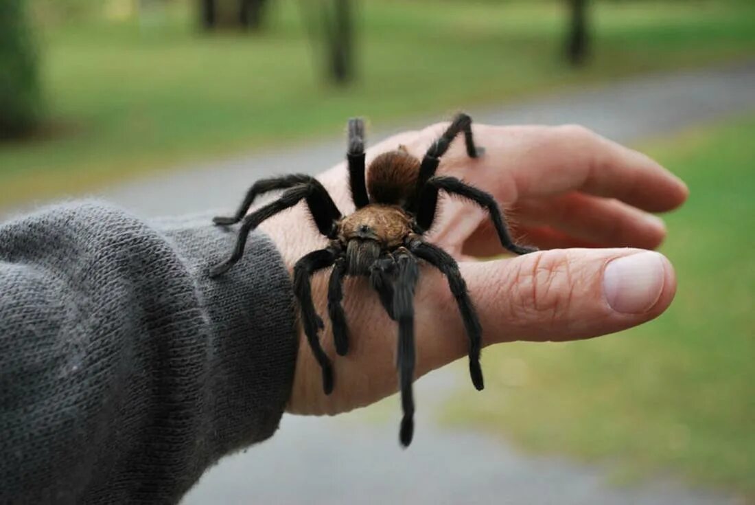 Увидеть ползущего паука. Паук Тарантул. Паук на руке. Тарантул на руке.