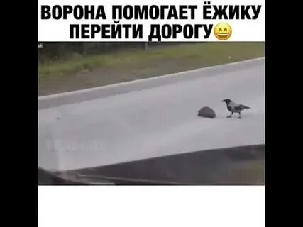 Ворона перешла дорогу