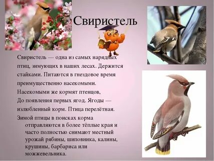 Свиристели перелетные птицы или зимующие
